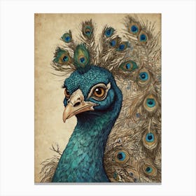 Peacock 20 Canvas Print