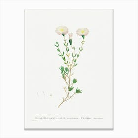 Mesembryanthemum Nodiflorum, Pierre Joseph Redoute Canvas Print
