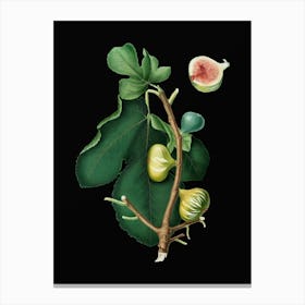 Vintage White Peel Fig Botanical Illustration on Solid Black n.0628 Canvas Print
