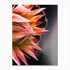Botanical King Protea on Black/Grey Background Canvas Print