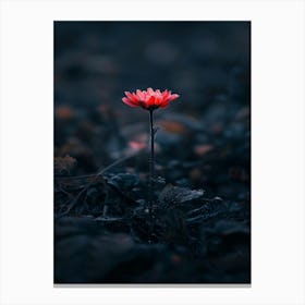 Single Flower In The Dark 100 Canvas Print