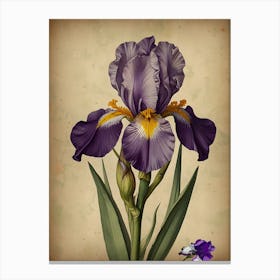 Purple Iris Canvas Print