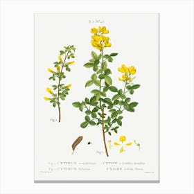 Common Cytisus, Pierre Joseph Redoute Canvas Print