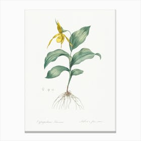 Yellow Lady S Slipper Orchid, Pierre Joseph Redoute Canvas Print