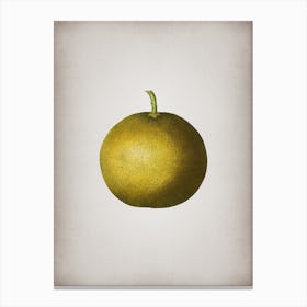 Vintage Adam's Apple Botanical on Parchment n.0724 Canvas Print