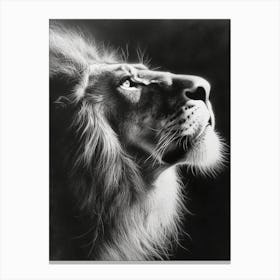 African Lion Charcoal Drawing Portrait Close Up 3 Canvas Print