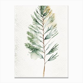 White Pine Leaf Minimalist Watercolour 1 Canvas Print