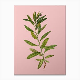 Vintage Rhodora Botanical on Soft Pink n.0300 Canvas Print