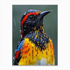 Colorful Bird In The Rain Canvas Print