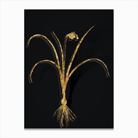 Vintage Brimeura Botanical in Gold on Black Canvas Print