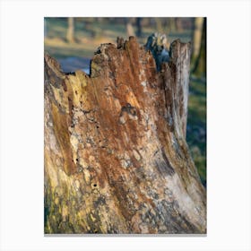 Colourful wood of an old tree in a park 2 Canvas Print