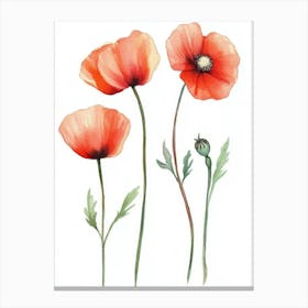 Watercolor Poppies 1 Canvas Print