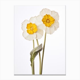 Pressed Wildflower Botanical Art Wild Primrose Canvas Print