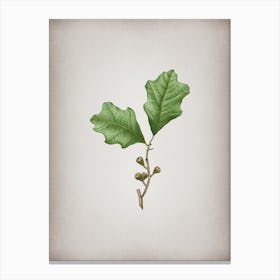 Vintage Bear Oak Leaves Botanical on Parchment n.0027 Canvas Print