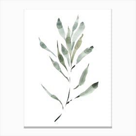 Watercolor Leaf, Olive Branch 2 Canvas Print