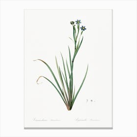 Hyacinthus Serotinus Illustration From Les Liliacées, Pierre Joseph Redouté Canvas Print