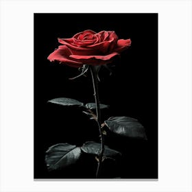 Single Rose Isolated On Black Background 1 Canvas Print