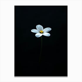 Single White Flower Canvas Print