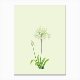 Dandelion, Plant, Boho, Botanical, Art, Nature, Home Decor, Living Room, Kitchen, Bedroom, Wall Print Canvas Print