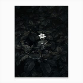 Flower In The Dark 44 Canvas Print