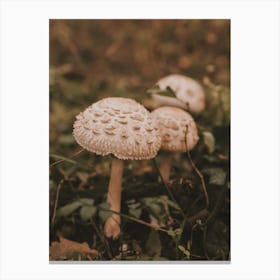 Mushrooms On Forest Floor Canvas Print