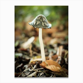 Little Brown Mushroom // Nature Photography 1 Canvas Print