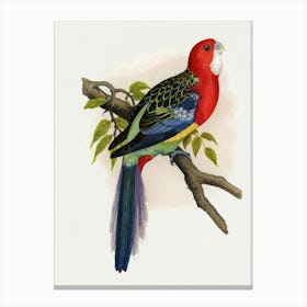 Parrot 24 Canvas Print