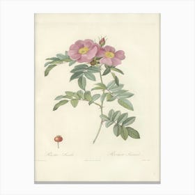 Rose Illustration, Pierre Joseph Redoute (69) Canvas Print