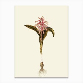 Orchid Flower Canvas Print