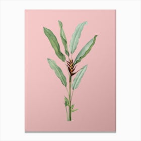 Vintage Parrot Heliconia Botanical on Soft Pink n.0490 Canvas Print