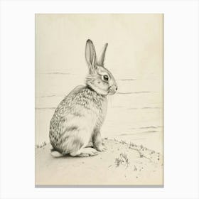 Silver Marten Rabbit Drawing 2 Canvas Print