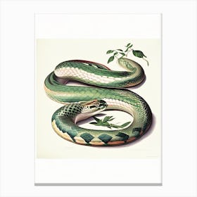 Anaconda Snake Vintage Canvas Print