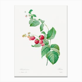 Raspberry, Pierre Joseph Redouté Canvas Print