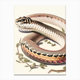 Bull Snake Vintage Canvas Print