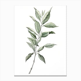 Bay Leaves Vintage Botanical Herbs 3 Canvas Print