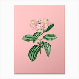 Vintage Starry Osbeckia Flower Botanical on Soft Pink n.0728 Canvas Print