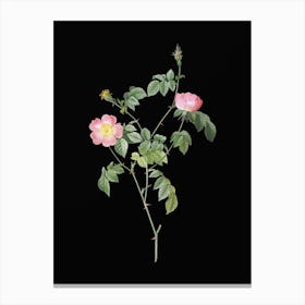 Vintage Pink Austrian Copper Rose Botanical Illustration on Solid Black n.0927 Canvas Print