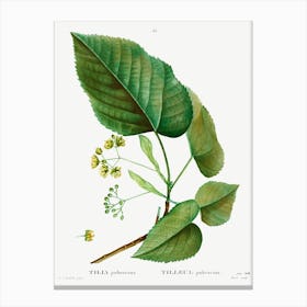 Tilia Pubescens, Pierre Joseph Redoute Canvas Print