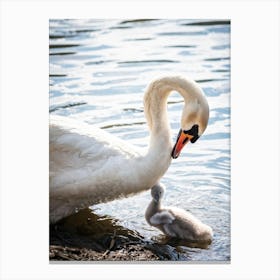 Swan Mother And Baby 1 Canvas Print