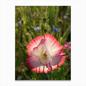 Pink poppy blossom in the sunlight Canvas Print