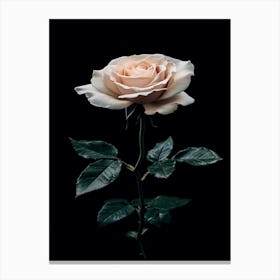 Rose On A Black Background 29 Canvas Print