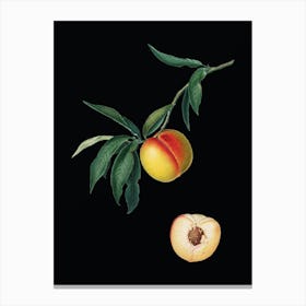 Vintage Peach Botanical Illustration on Solid Black n.0857 Canvas Print