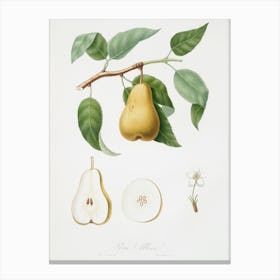 Pear (Pyrus Laurina) From Pomona Italiana (1817 1839), Giorgio Gallesio Canvas Print