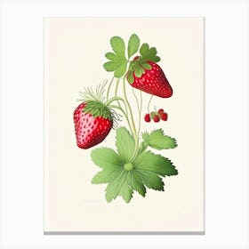 Wild Strawberries, Plant, Retro Drawing 1 Canvas Print