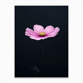 Pink Cosmos Flower 6 Canvas Print