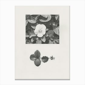 Pansy Flower Photo Collage 2 Canvas Print