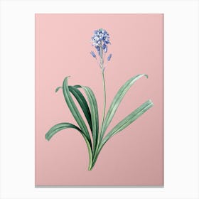 Vintage Spanish Bluebell Botanical on Soft Pink n.0789 Canvas Print