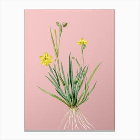 Vintage Yellow Eyed Grass Botanical on Soft Pink n.0787 Canvas Print