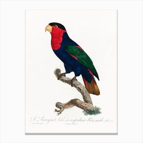 The Black Capped Lory Natural History Of Parrots, Francois Levaillant Canvas Print