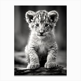 Black And White Photograph Of A Lion Cub Canvas Print